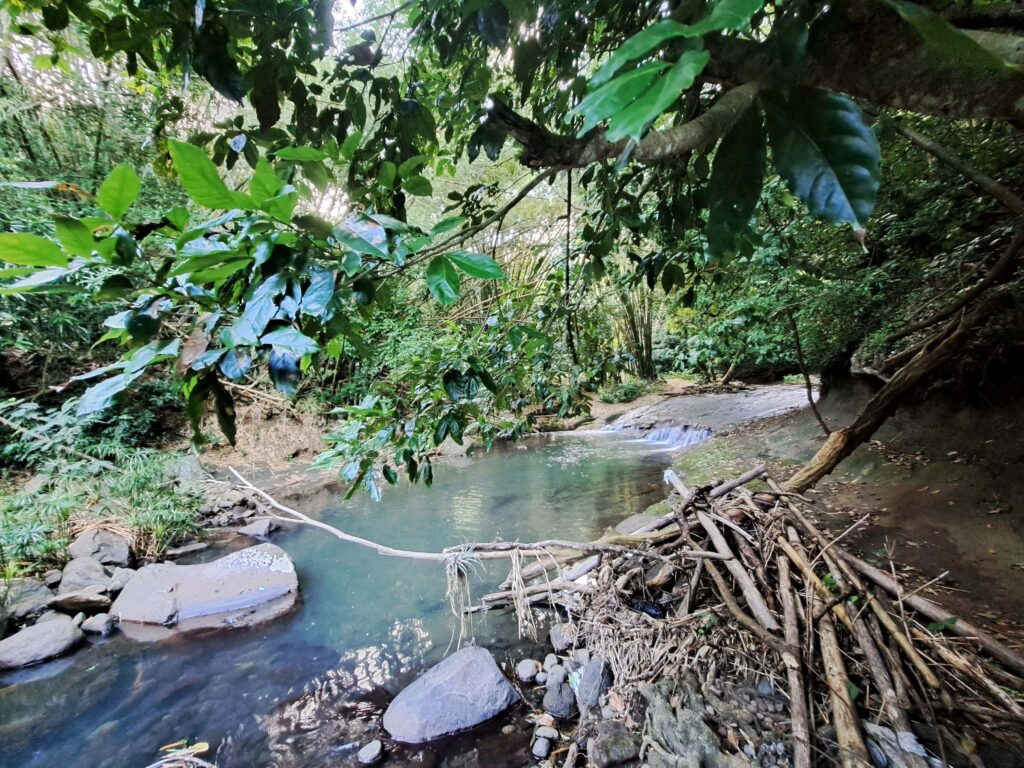 Karibikinsel Grenada - Affen, Wasserfälle und ein Tässchen Kakao 14 Fluss Carmel