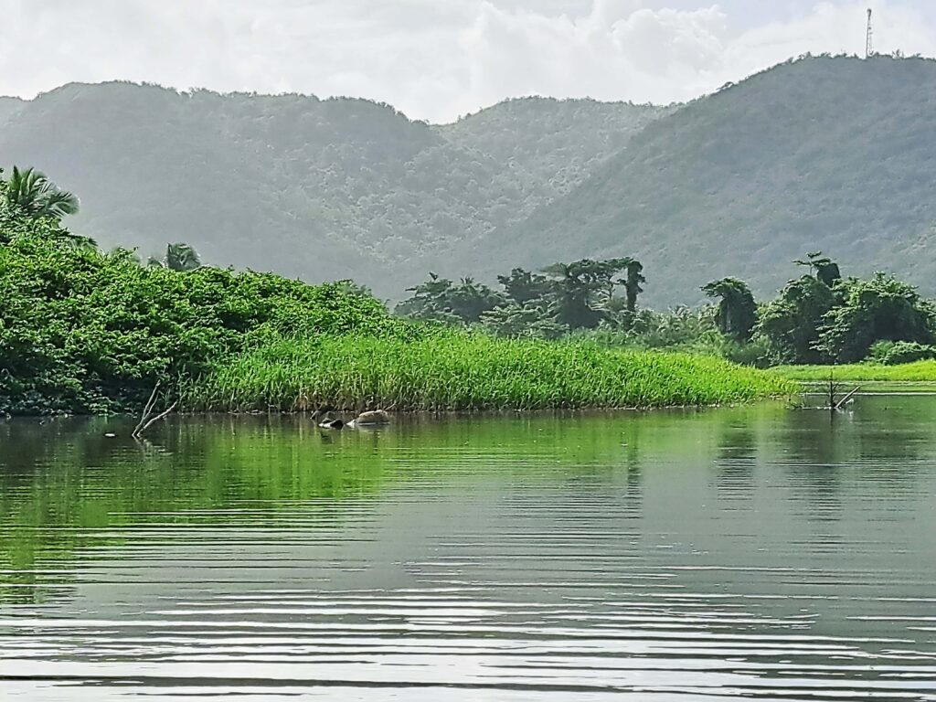 Karibikinsel St Lucia - Marigot Bay und der Mangrovenwald des Roseau Fluss 14 Flussoeffnung