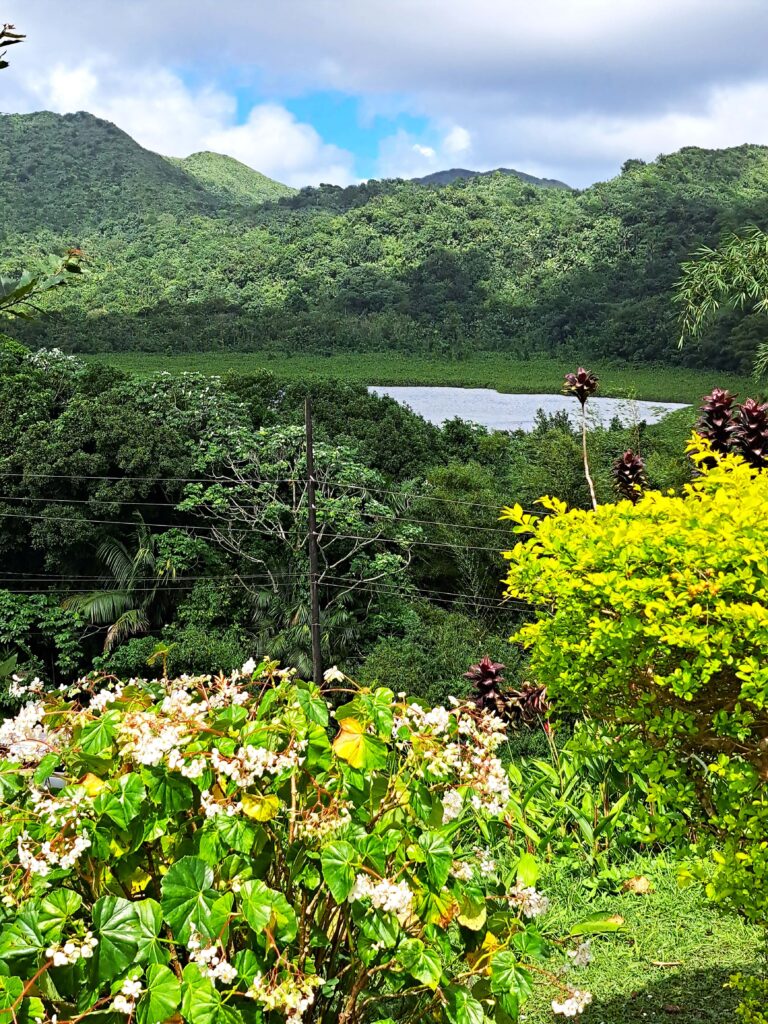 Karibikinsel Grenada - Affen, Wasserfälle und ein Tässchen Kakao 13 Grand Etang