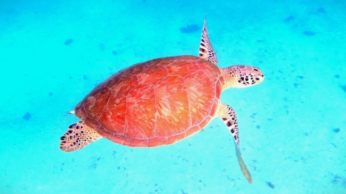 Karibikinseln St. Vincent und die Grenadinen - Die Tobago Cays - eine Unterwasserwelt mit der Aktioncam beobachtet 1 Gruene Meeresschildkroete Tobago Cays