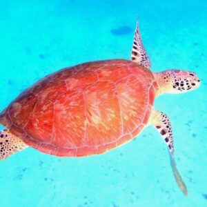 BLOG Weltumsegelung 170 Karibikinseln St. Vincent und die Grenadinen - Die Tobago Cays - eine Unterwasserwelt mit der Aktioncam beobachtet