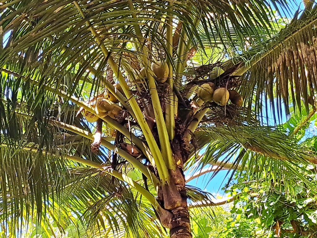 Karibikinsel Grenada - Affen, Wasserfälle und ein Tässchen Kakao 7 Kokosnusspalme