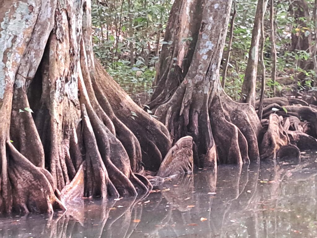 Karibikinsel St Lucia - Marigot Bay und der Mangrovenwald des Roseau Fluss 17 Mangrovenbaeume