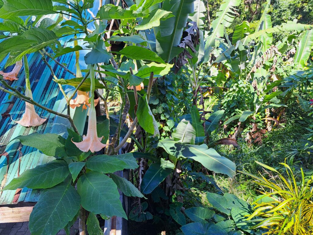 Karibikinsel Grenada - Affen, Wasserfälle und ein Tässchen Kakao 6 Trompetenblume