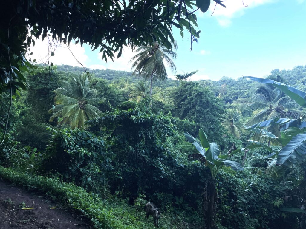 Karibikinsel Grenada - Affen, Wasserfälle und ein Tässchen Kakao 3 Ueberbordende Vegetation