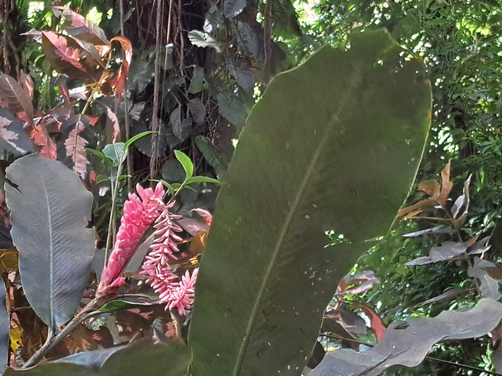 Karibikinsel Grenada - Affen, Wasserfälle und ein Tässchen Kakao 5 Vegetation Grenada