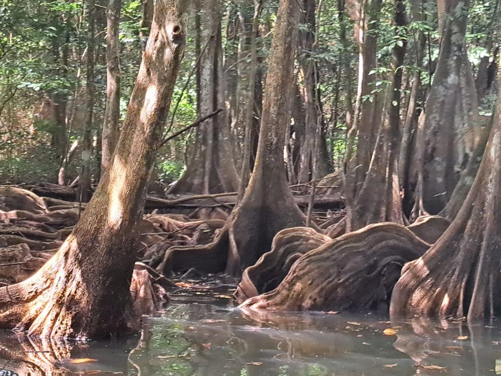 Karibikinsel St Lucia - Marigot Bay und der Mangrovenwald des Roseau Fluss 18 Wurzeln der Mangrovenbaeume