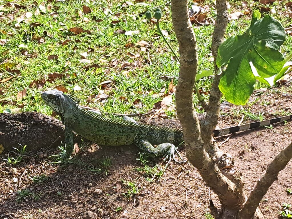 Martinique - der Zoo in der alten Rumdistillerie 10 10 Leguan