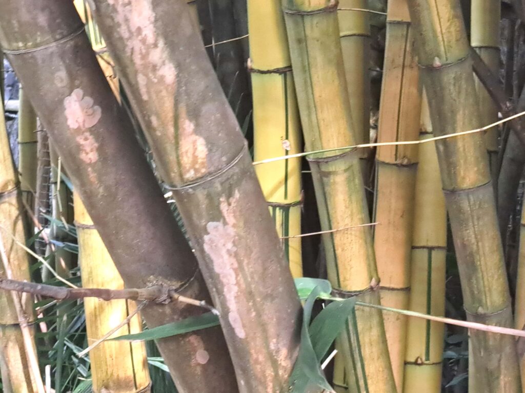 Martinique - der Zoo in der alten Rumdistillerie 12 12 Bambus