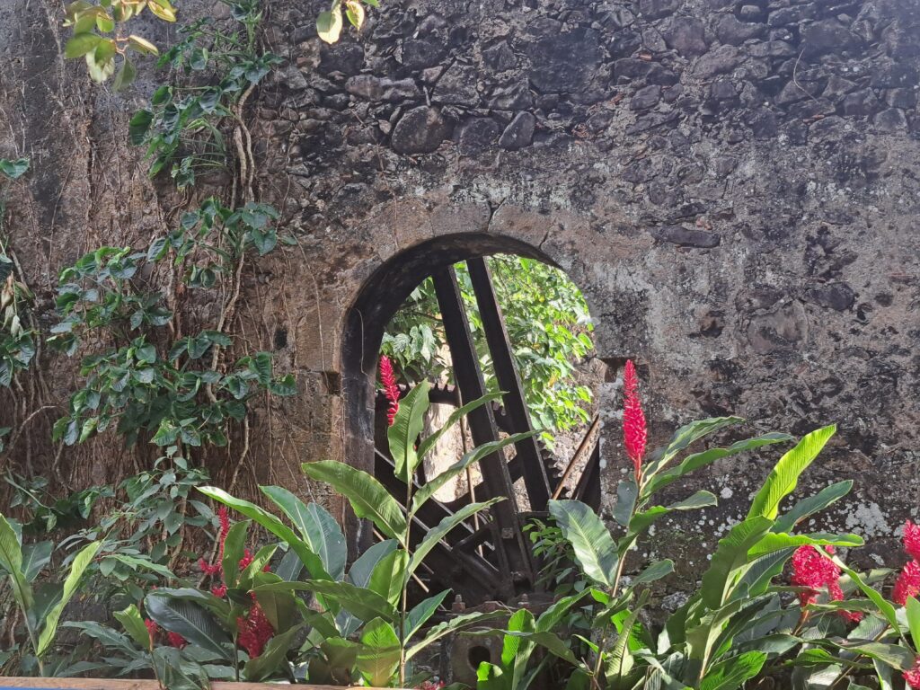 Martinique - der Zoo in der alten Rumdistillerie 17 18 Schlingpflanzen