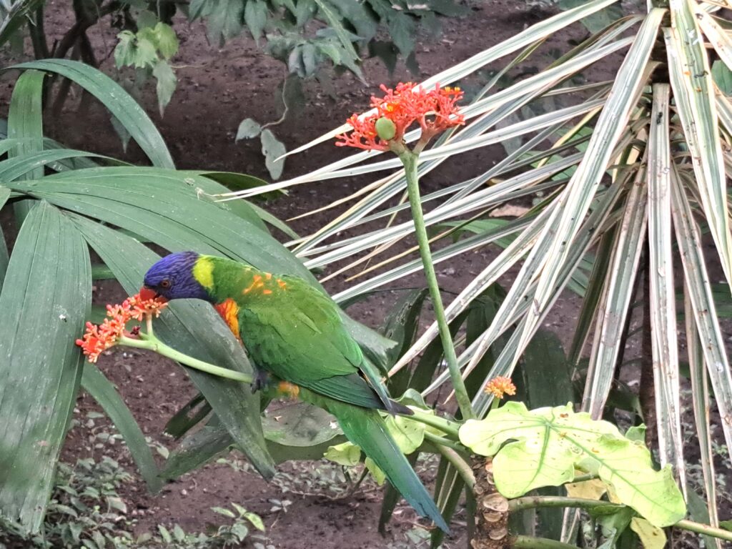 Martinique - der Zoo in der alten Rumdistillerie 26 24 Bunter Papagei