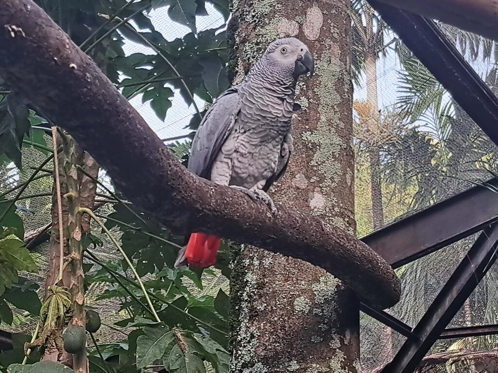 Martinique - der Zoo in der alten Rumdistillerie 27 25 Grauer Papagei