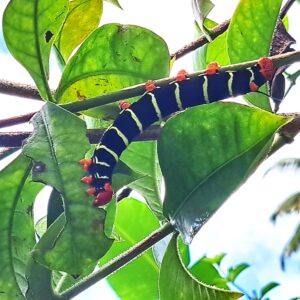 BLOG Weltumsegelung 153 Segelrevier Martinique - ein Erfahrungsbericht