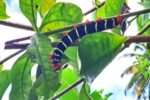 Segelrevier Martinique - ein Erfahrungsbericht