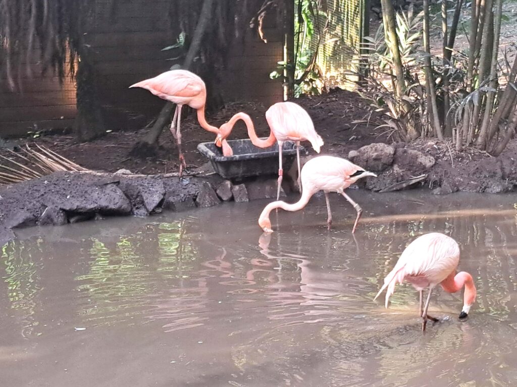 Martinique - der Zoo in der alten Rumdistillerie 24 Flamingos