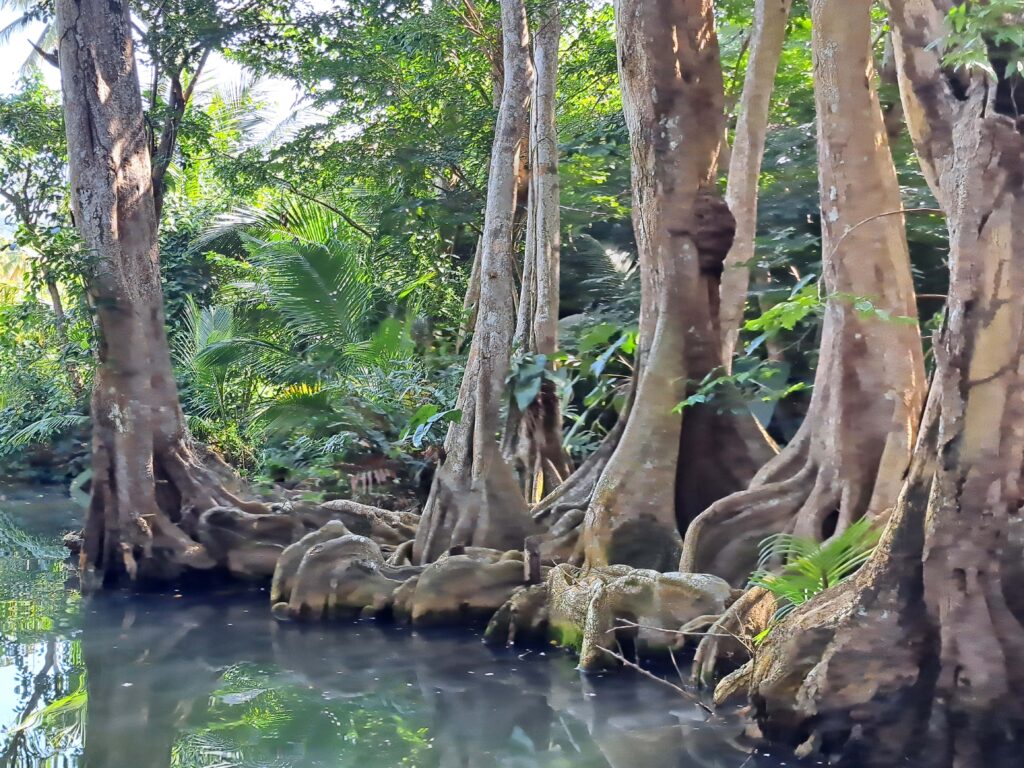 Segelrevier Dominica - ein Erfahrungsbericht 14 Mangrovenbaeume 1