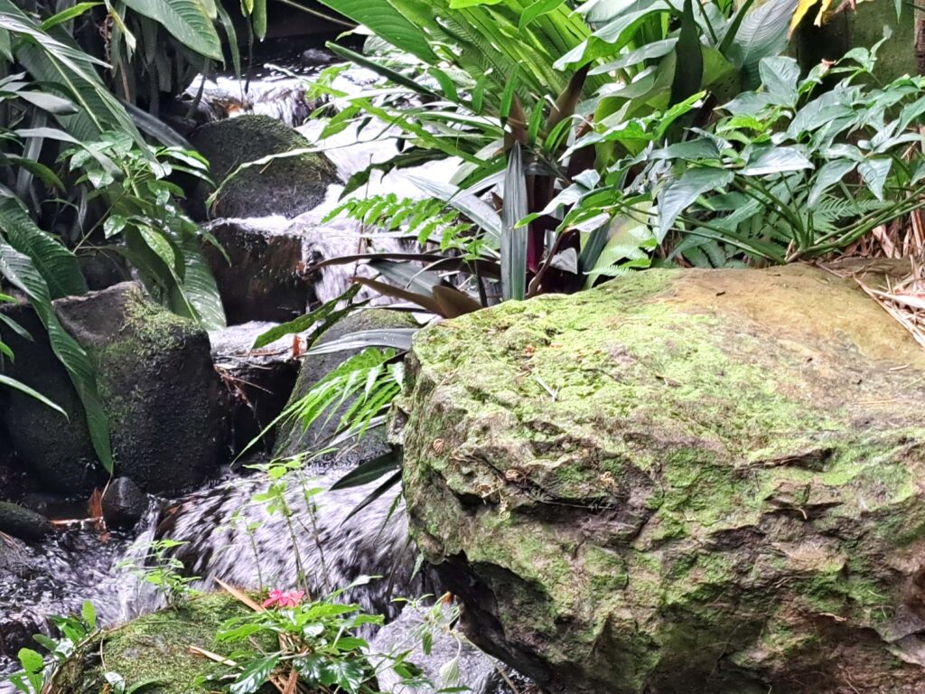 Botanische Garten Deshaies von Guadeloupe 6 Bachlauf