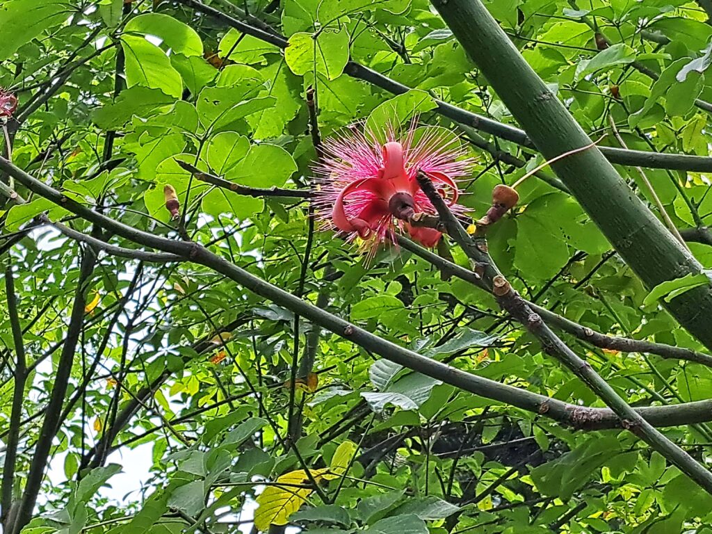 Botanische Garten Deshaies von Guadeloupe 8 Baumbluete