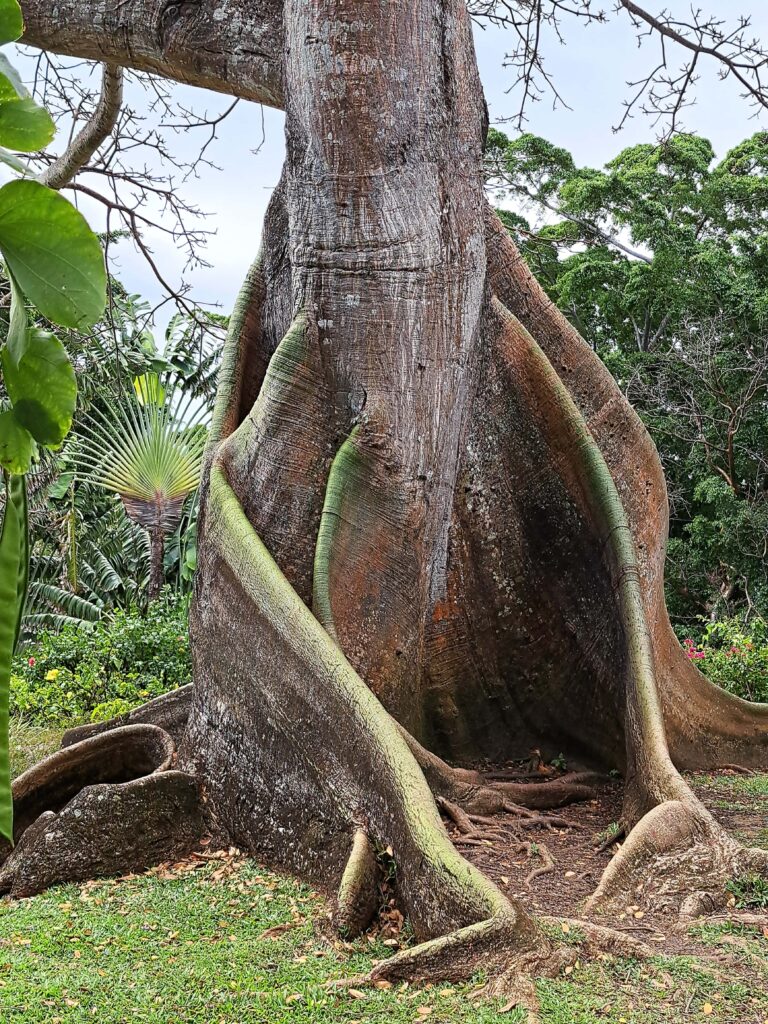 Botanische Garten Deshaies von Guadeloupe 9 Baumwurzeln