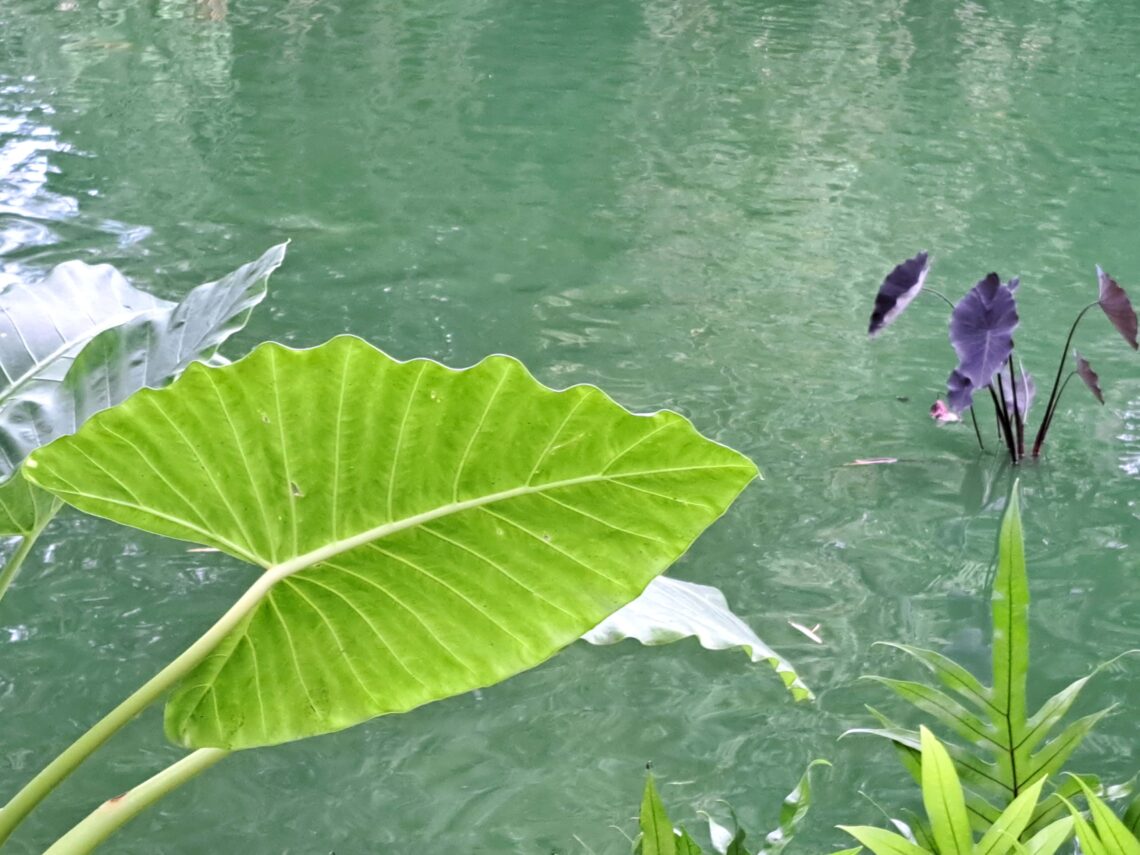 Botanische Garten Deshaies von Guadeloupe 1 Beitragsbild Botanischer Garten