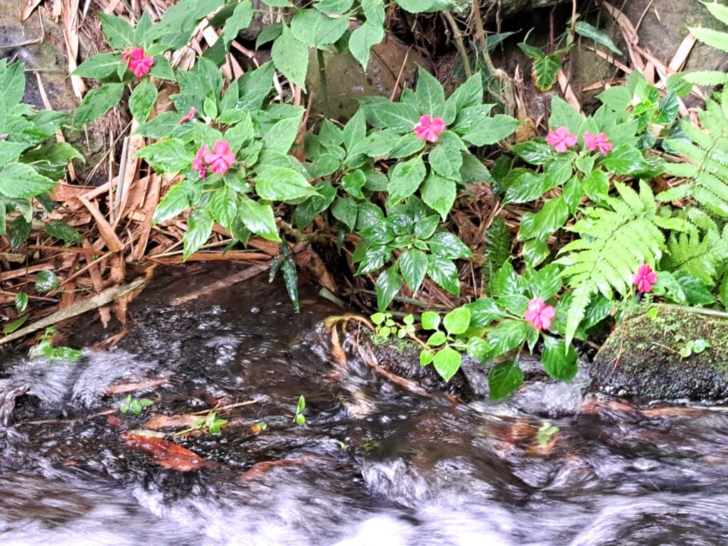 Botanische Garten Deshaies von Guadeloupe 7 Blumen am Wasser