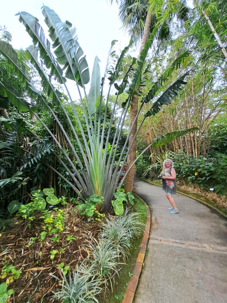 Botanische Garten Deshaies von Guadeloupe 3 Botanischer Garten Wege