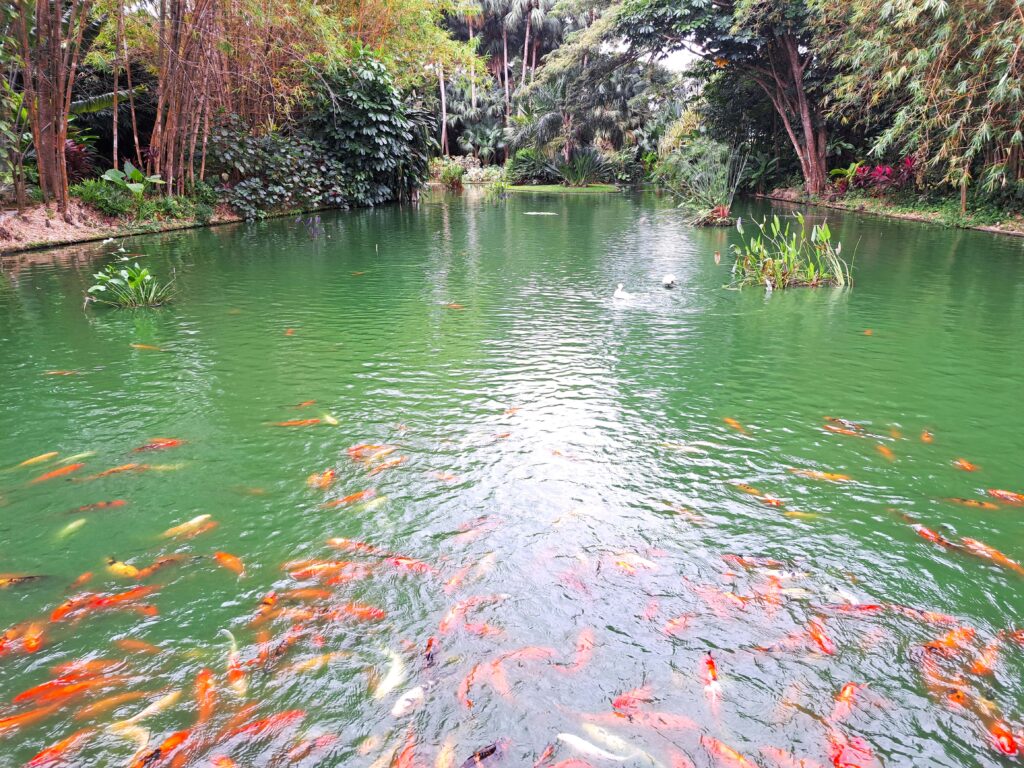 Botanische Garten Deshaies von Guadeloupe 2 Eingangsbereich Jardin Botanique