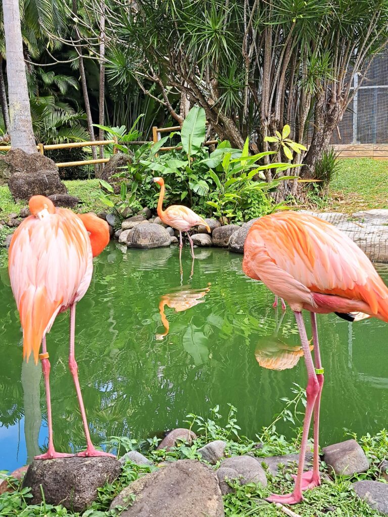 Botanische Garten Deshaies von Guadeloupe 11 Flamingos