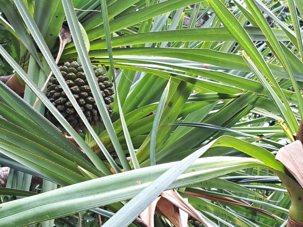 Botanische Garten Deshaies von Guadeloupe 12 Palme mit Frucht
