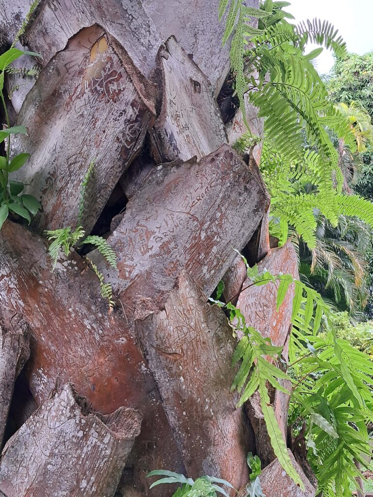 Botanische Garten Deshaies von Guadeloupe 13 Palmenrinde