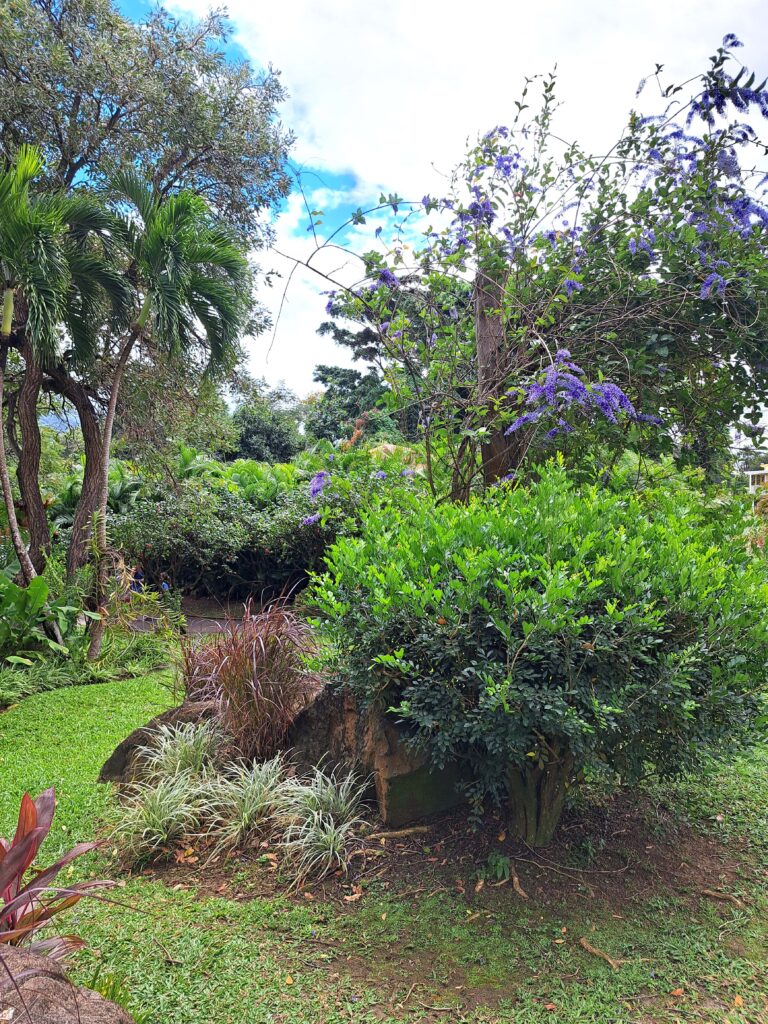 Botanische Garten Deshaies von Guadeloupe 14 Pflanzen