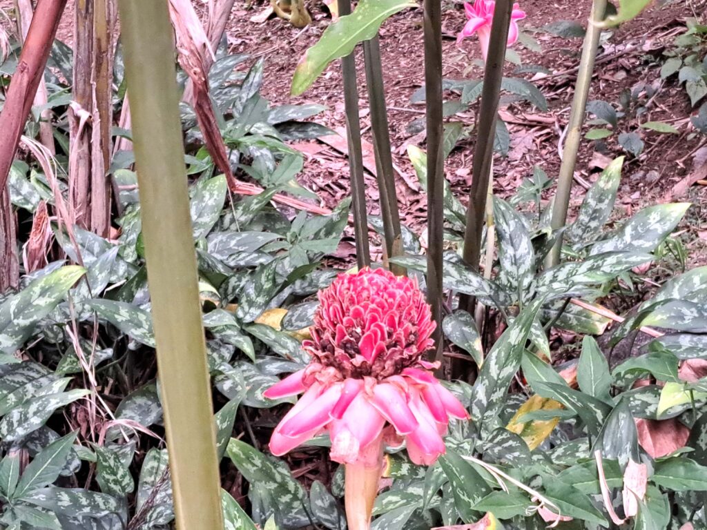 Botanische Garten Deshaies von Guadeloupe 15 Pflanzenstudie