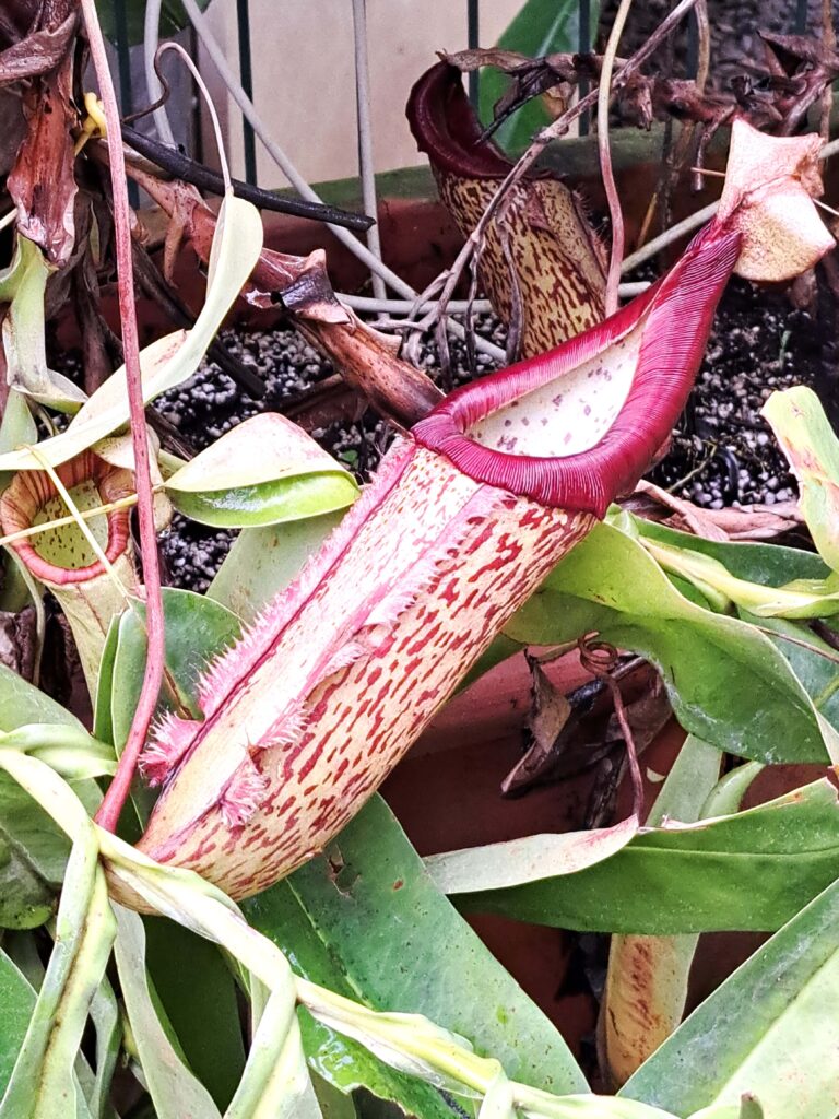 Botanische Garten Deshaies von Guadeloupe 16 Venus Fliegenfalle