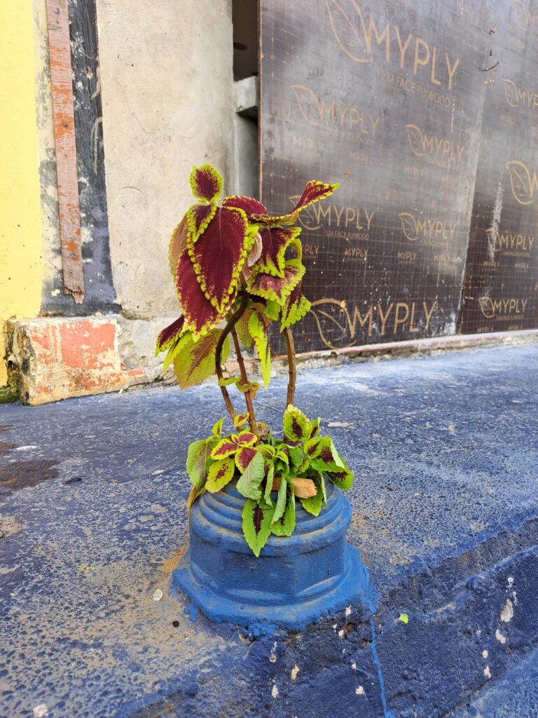 Erkenntnisse eines Vagabunden - Ein Jahr mit dem Katamaran unterwegs... 5 Blume am Strassenrand