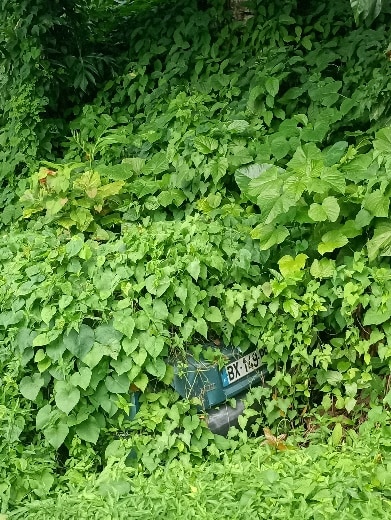 Ein Bild, das draußen, Gras, Bodendecker, Kraut enthält.  Automatisch generierte Beschreibung