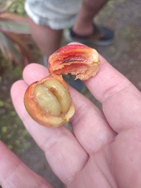 Ein Bild, das Person, draußen, Essen, Hand enthält.  Automatisch generierte Beschreibung