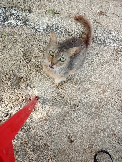 Ein Bild, das Säugetier, Eichhörnchen, Gelände, draußen enthält.  Automatisch generierte Beschreibung