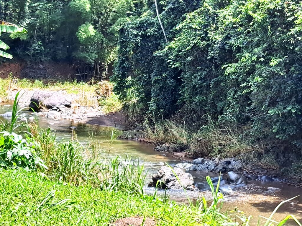 Impressionen einer Landtour in Puerto Rico 21 Bachlauf