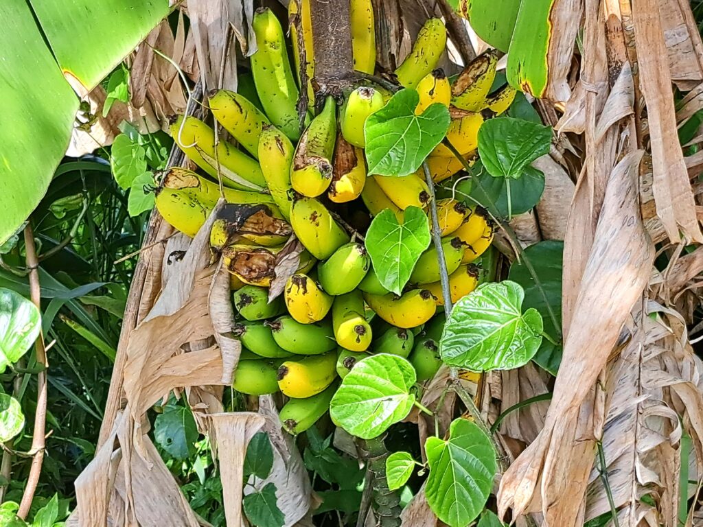 Impressionen einer Landtour in Puerto Rico 7 Bananenstaude am Wegrand