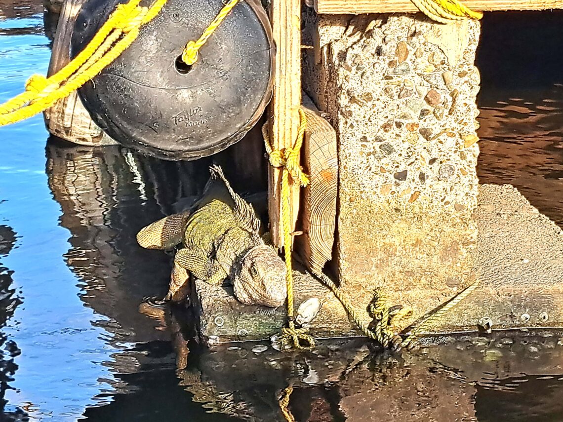 Segelrevier Puerto Rico - ein Erfahrungsbericht 1 Beitragsbild 3