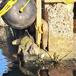 BLOG Weltumsegelung 103 Segelrevier Puerto Rico - ein Erfahrungsbericht
