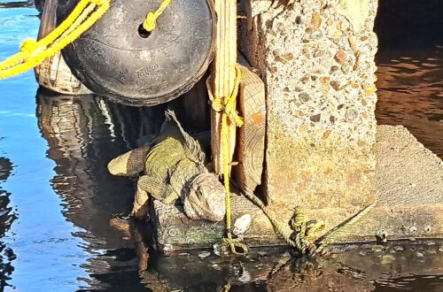 Segelrevier Puerto Rico - ein Erfahrungsbericht 22 Beitragsbild 3