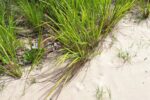Flamenco Beach - mit Panzern schwimmen...