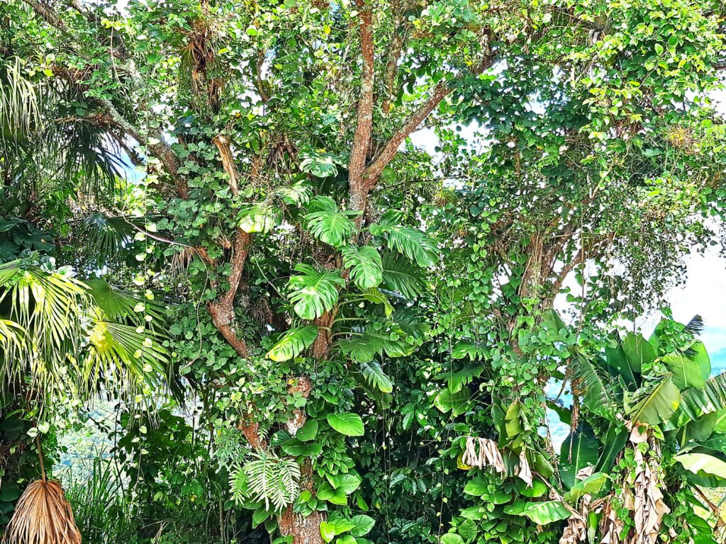 Impressionen einer Landtour in Puerto Rico 8 Bewachsene Baumstaemme 1