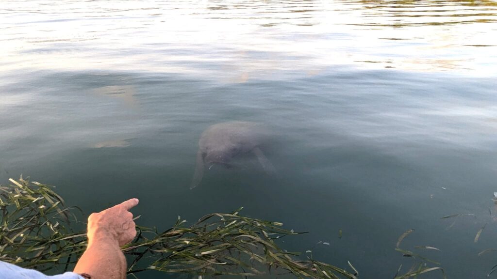 Unser Rendezvous mit einer Seekuh 5 Fingerzeig Manatee