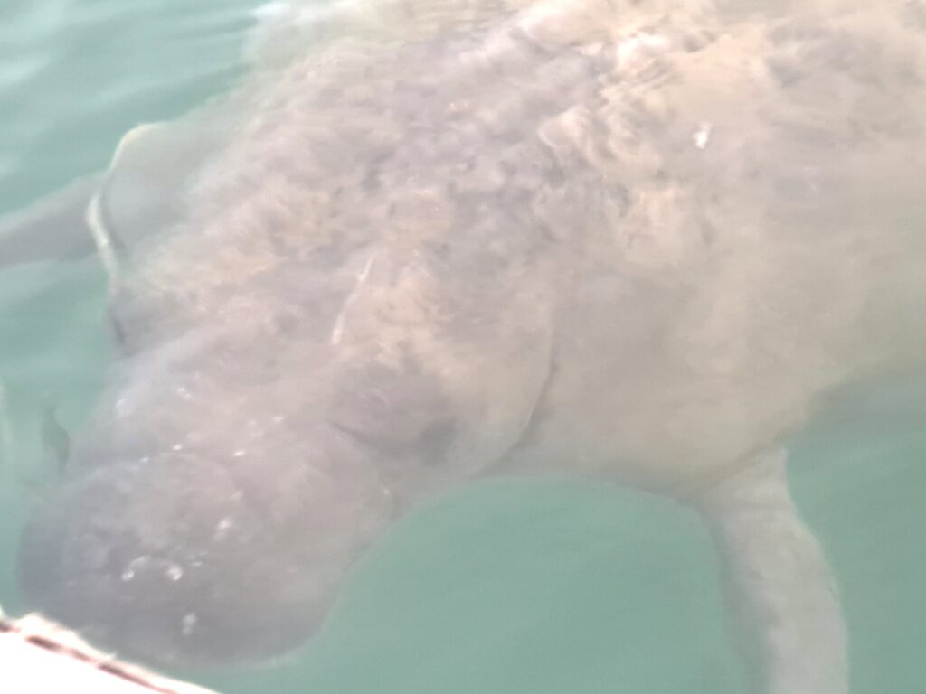 Unser Rendezvous mit einer Seekuh 8 Gesicht Seekuh