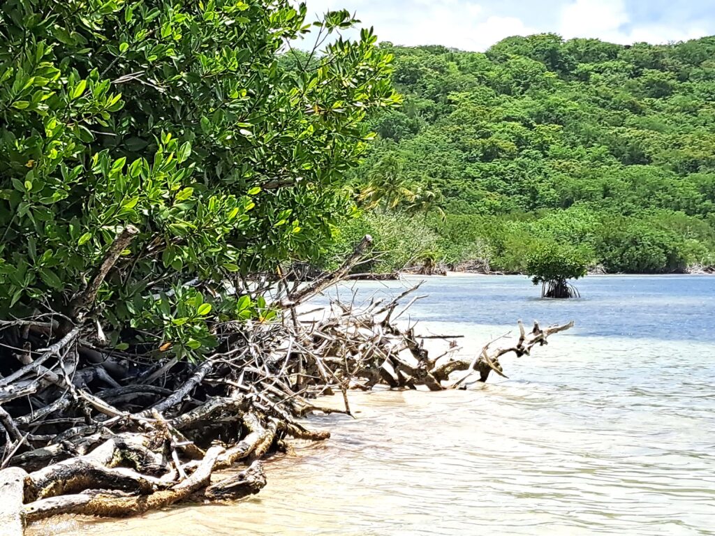 Segelrevier Puerto Rico - ein Erfahrungsbericht 6 Isla Pineros 1