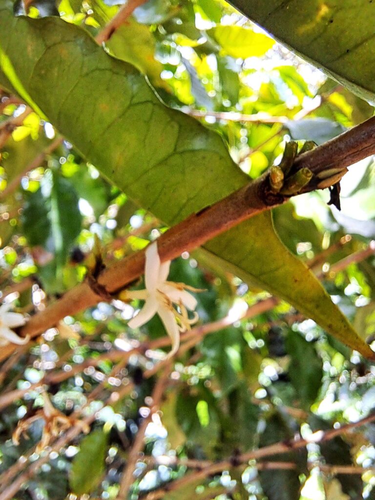 Impressionen einer Landtour in Puerto Rico 13 Kaffeebluete