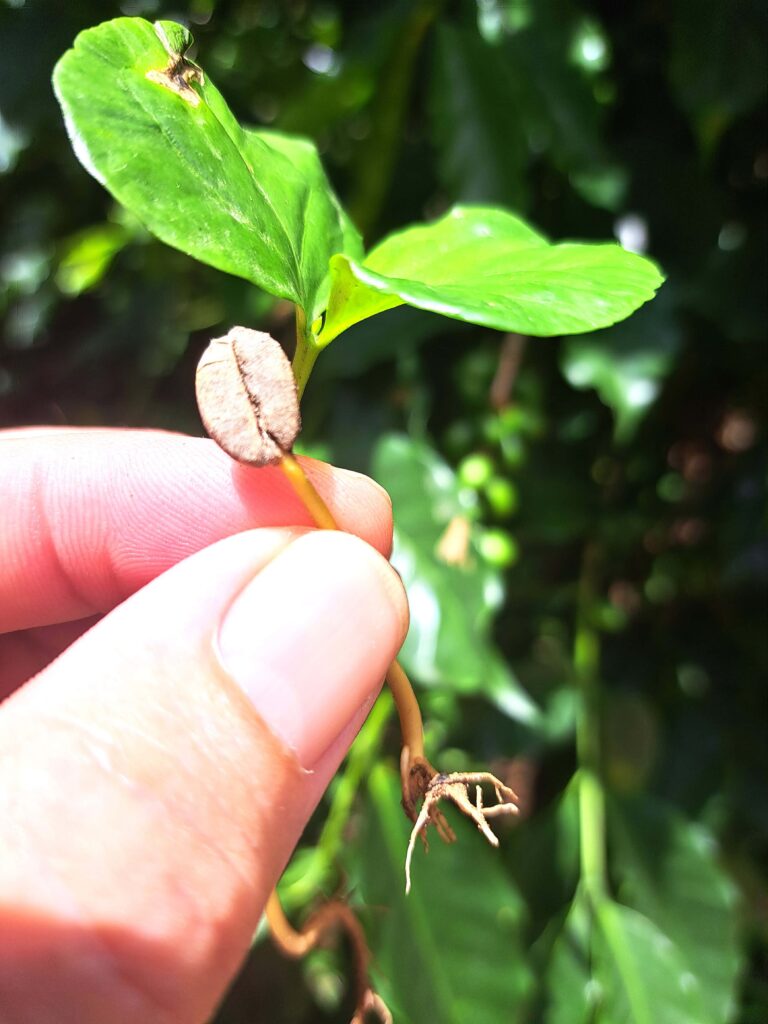 Impressionen einer Landtour in Puerto Rico 14 Kaffeebohne