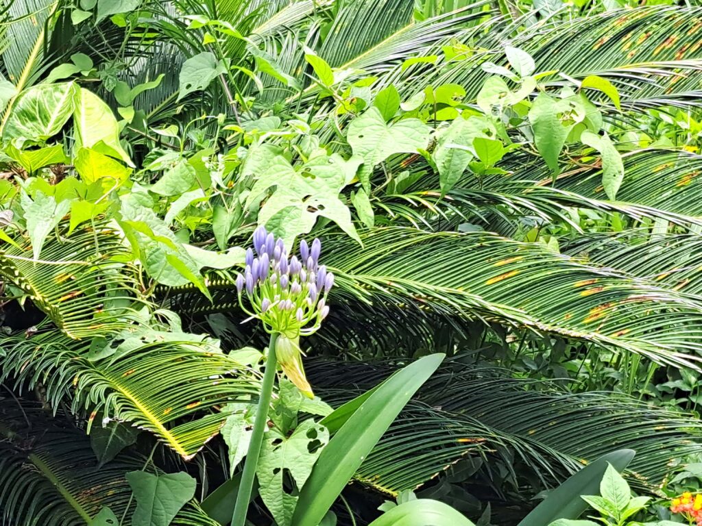Impressionen einer Landtour in Puerto Rico 18 Lila Bluete